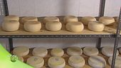 Il formaggio "U Cabannin"