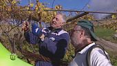Campione in agricoltura