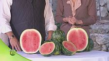 La coltivazione del cocomero