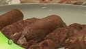 Zampone e cotechino