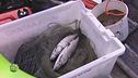 La pesca in Finlandia