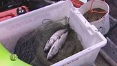 La pesca in Finlandia
