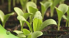 La preparazione di un orto biologico