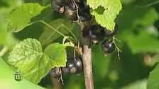 I piccoli frutti