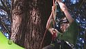 Il Tree Climbing