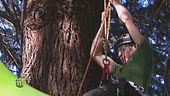 Il Tree Climbing