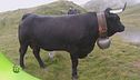 Razza bovina di Hérens