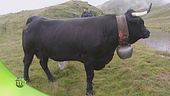 Razza bovina di Hérens