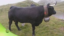 Razza bovina di Hérens