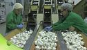 La lavorazione delle cipolle e dell'aglio