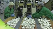 La lavorazione delle cipolle e dell'aglio