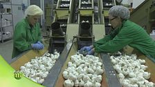 La lavorazione delle cipolle e dell'aglio
