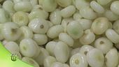 La cipolla Borettana