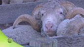 La lana merino