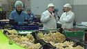 La raccolta dei funghi che arrivano da 13 aziende