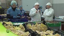 La raccolta dei funghi che arrivano da 13 aziende