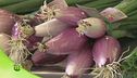 Dal seme al frutto