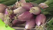 Dal seme al frutto