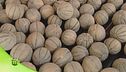 Come si coltiva il melone