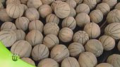 Come si coltiva il melone