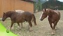 I cavalli agricoli italiani