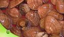I frutti di mare