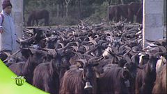 Capre, cavalli e asini