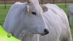 La storia della chianina