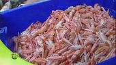 Scampi irlandesi