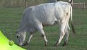 La razza chianina