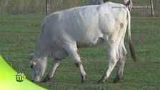 La razza chianina
