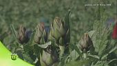 Il carciofo spinoso sardo