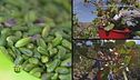 Il pistacchio di Bronte