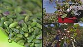 Il pistacchio di Bronte
