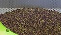 La lavorazione del pistacchio di Bronte