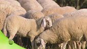 Le pecore e il mantenimento del territorio
