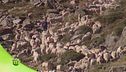 La transumanza delle pecore