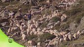 La transumanza delle pecore