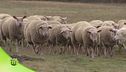 Allevamenti di pecore in Svizzera