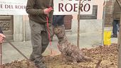 Al raduno dei cani da tartufo