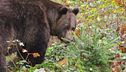 "L'orso è pericoloso, va catturato"