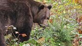 "L'orso è pericoloso, va catturato"
