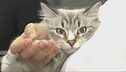 Gli italiani amano i gatti
