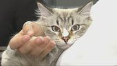 Gli italiani amano i gatti