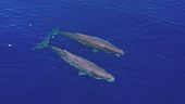 Salviamo i giganti del mare