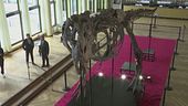 Poveri dinosauri, anche maschilisti
