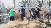 Gli asini salvati dal macello