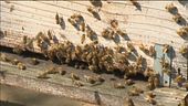 Sciami giganti, l'assalto delle api