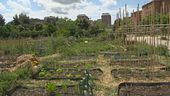 Tutti pazzi per l'orto urbano
