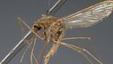E' tornata la zanzara della malaria